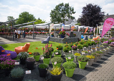 Dümmen Orange in Rheinberg.